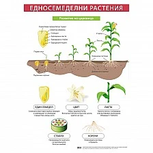 Cubos σχολική πινακίδα «Μονοκοτυλήδονα φυτά», 70 x 100 εκ.
