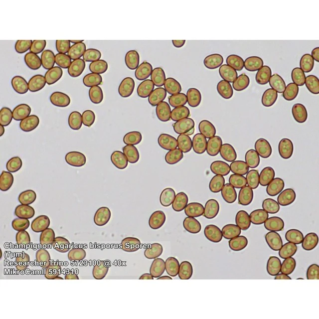 Bresser μικροσκόπιο Researcher Trino 40x - 1000x