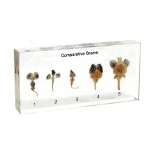 Nowa Szkola Ζωικό μοντέλο εγκεφάλου, κομμένο, από πλεξιγκλάς