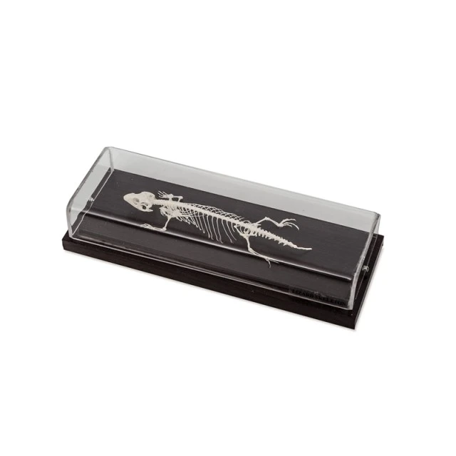 Σκελετός Nowa Szkola Lizard, 23 x 10 x 6,5 cm