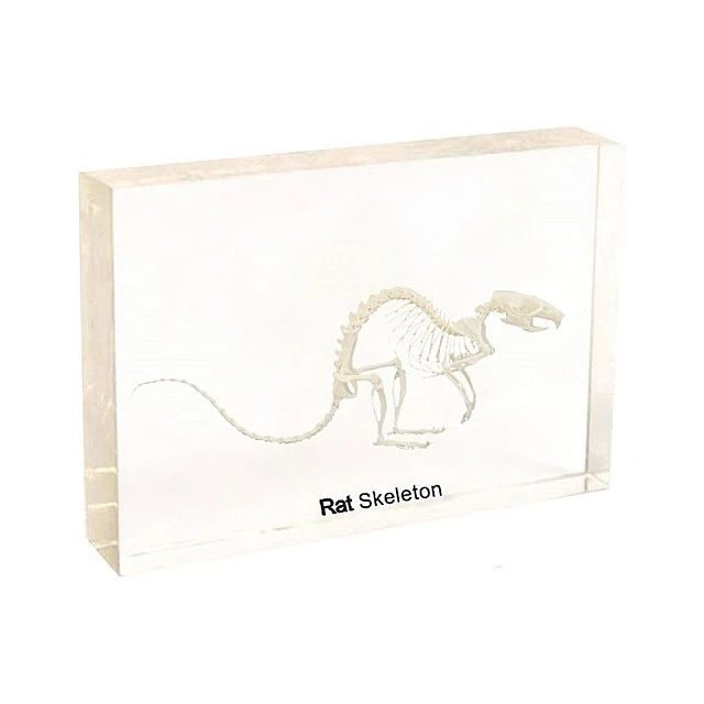 Σκελετός αρουραίων Nowa Szkola, 20 x 9 x 4 cm