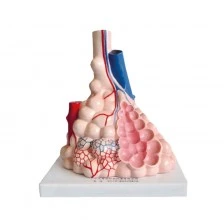 Nowa Szkola Μοντέλο επίδειξης πνευμονικών κυψελίδων