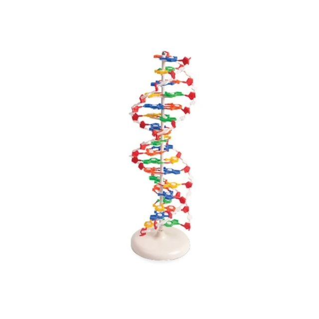 Nowa Szkola Μοντέλο DNA, 12 x 12 x 46 cm