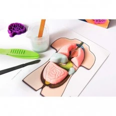 Ανατομία βλεννογόνου