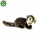 Λούτρινο Beech marten γένους Marten 24 cm.