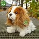 Λούτρινο Dog Kint Charles Spaniel κάθεται 25 cm.