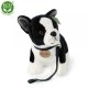 Λούτρινο σκυλί Boston terrier με λουρί όρθιο 23 cm.