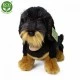 Λούτρινο Dog Dachshund κάθεται 30 cm.