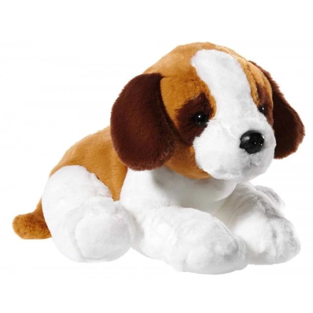 Ένα μεγάλο κουτάβι Saint Bernard /38 cm/ έχει σπόρους βάρους σε κάθε πόδι