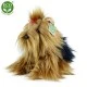 Λούτρινο σκυλί Yorkshire terrier κάθεται 23 cm.