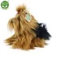 Λούτρινο σκυλί Yorkshire terrier κάθεται 23 cm.