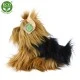 Λούτρινο σκυλί Yorkshire terrier κάθεται 23 cm.