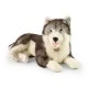 Μεγάλος σκύλος Siberian husky 60 cm ξαπλωμένος