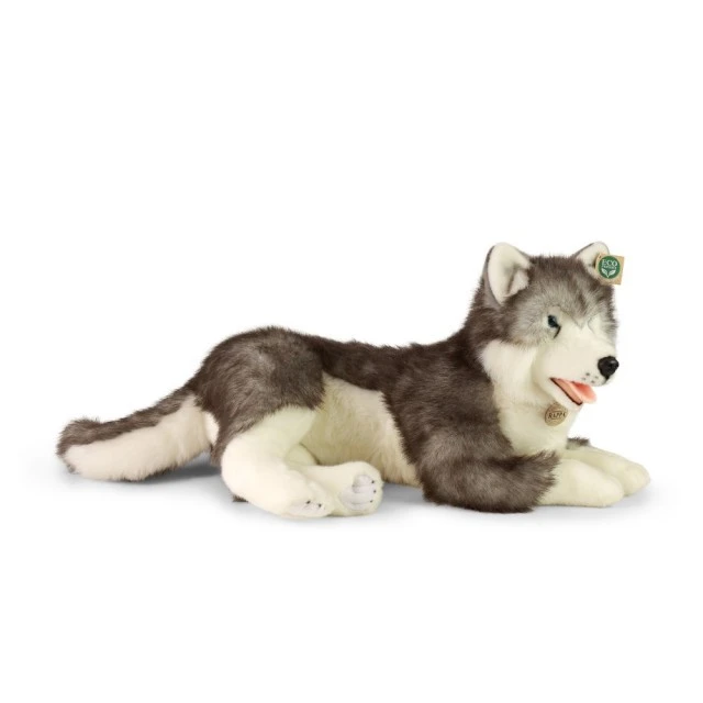 Μεγάλος σκύλος Siberian husky 60 cm ξαπλωμένος