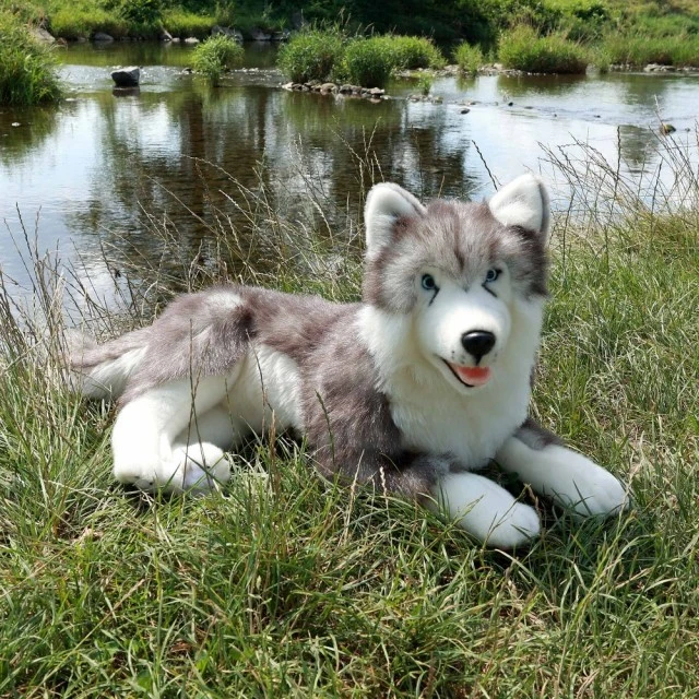 Μεγάλος σκύλος Siberian husky 60 cm ξαπλωμένος