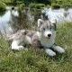 Μεγάλος σκύλος Siberian husky 60 cm ξαπλωμένος