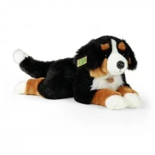 Μεγάλο βελούδινο Bernese Mountain Dog 61 cm.