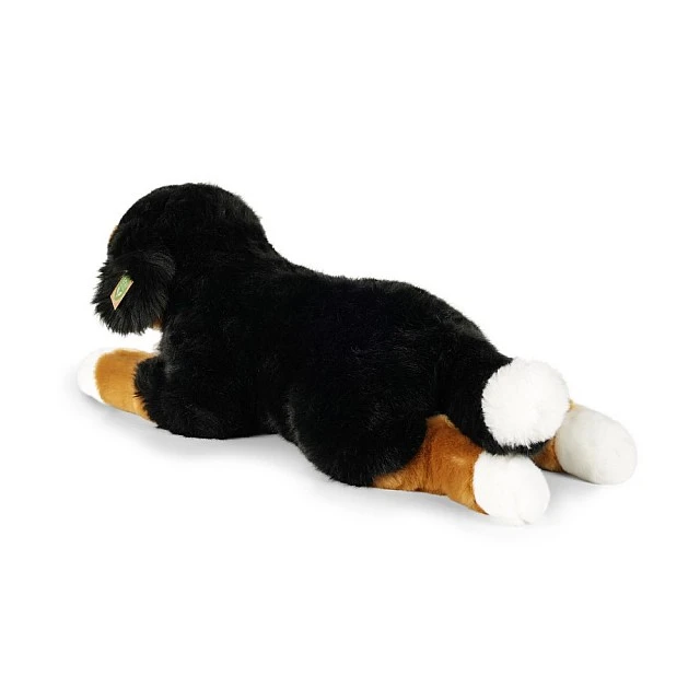 Μεγάλο βελούδινο Bernese Mountain Dog 61 cm.
