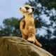Λούτρινο Meerkat όρθιο 30 cm.