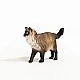 Φιγούρα Ragdoll Kitten, Schleich Ηλικία: 3+ Μέγεθος: 6,5x3,9x1,5 cm