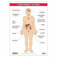 Cubos σχολική πινακίδα «Ενδοκρινικό σύστημα», 70 x 100 εκ.