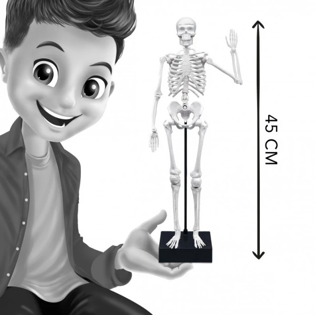 Εκπαιδευτικό παιχνίδι, Buki France, Skeleton, 45 cm