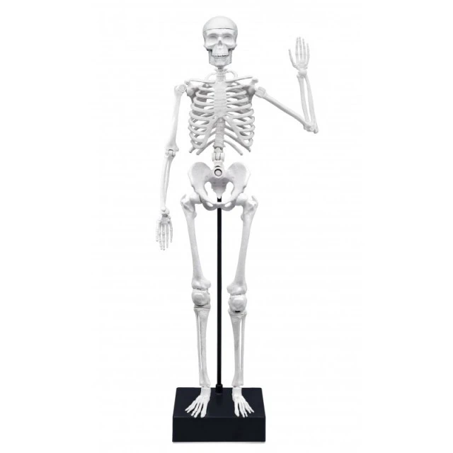 Εκπαιδευτικό παιχνίδι, Buki France, Skeleton, 45 cm