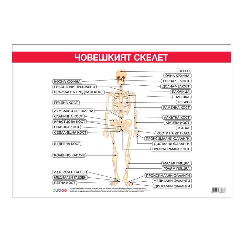 Cubos Ученическо табло ''Костна система'', 100 x 70 cm