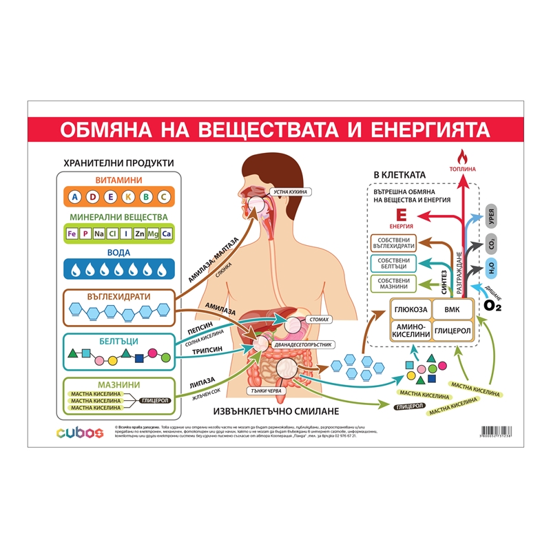 Cubos Ученическо табло ''Обмяна на вещества и енергия'', 100 x 70 cm