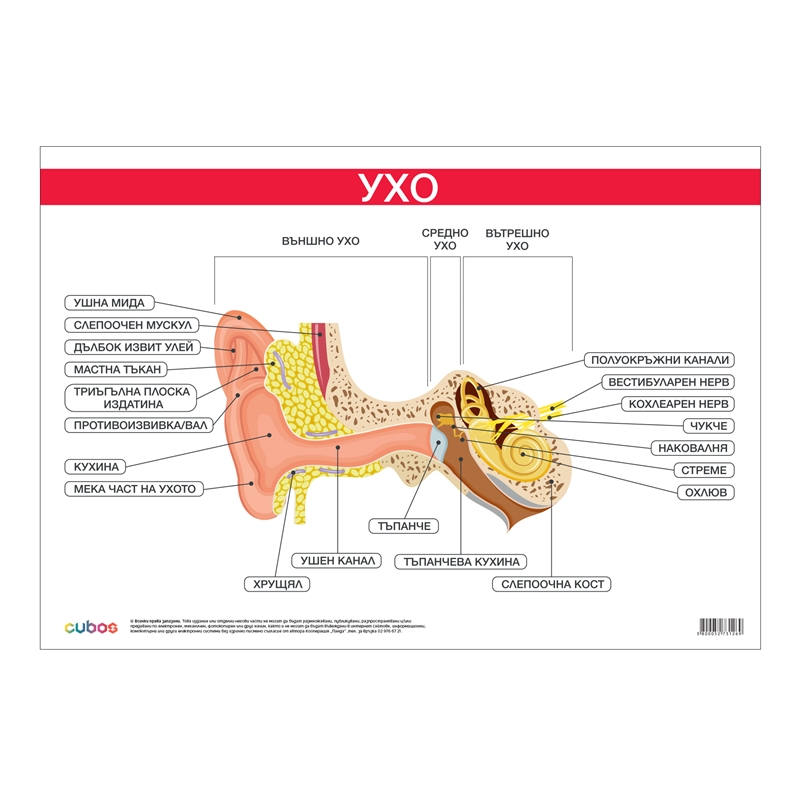 Cubos Ученическо табло ''Ухо'', 100 x 70 cm