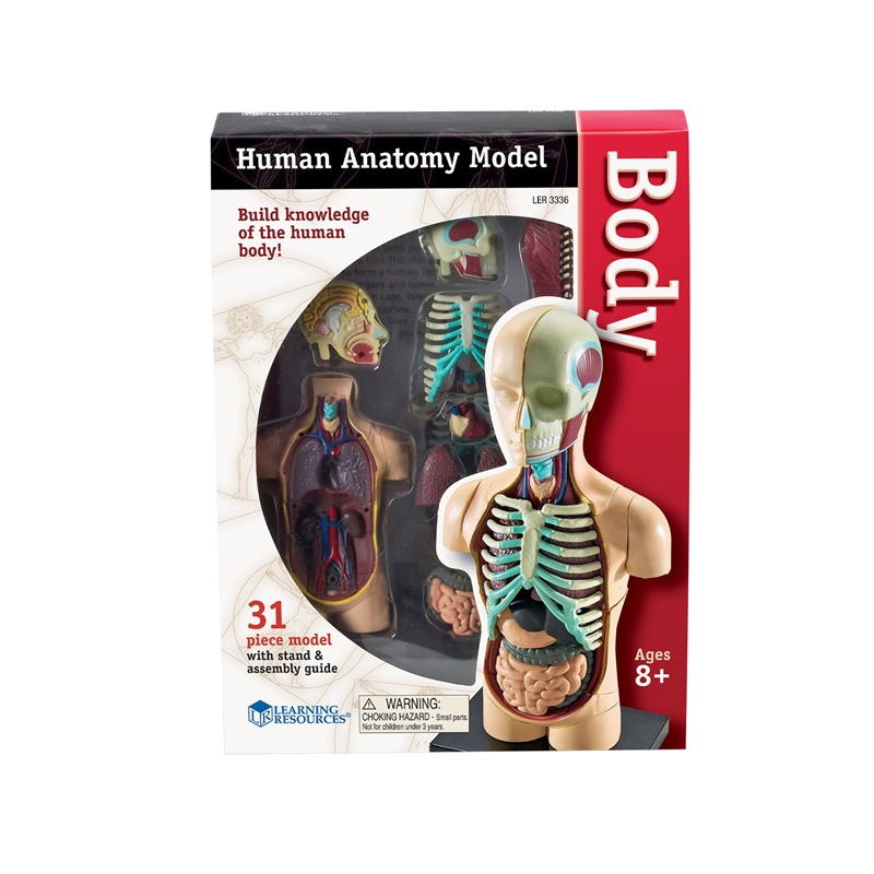 Πηγές Μάθησης Mini Torso 11 cm