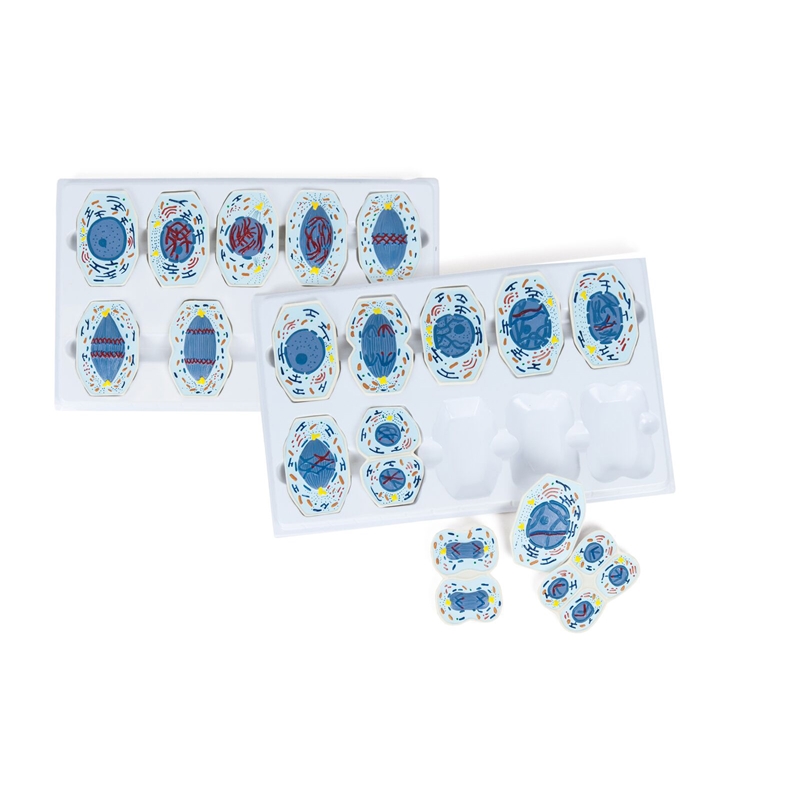 Nowa Szkola Meiosis and Mitosis Demonstration Kit