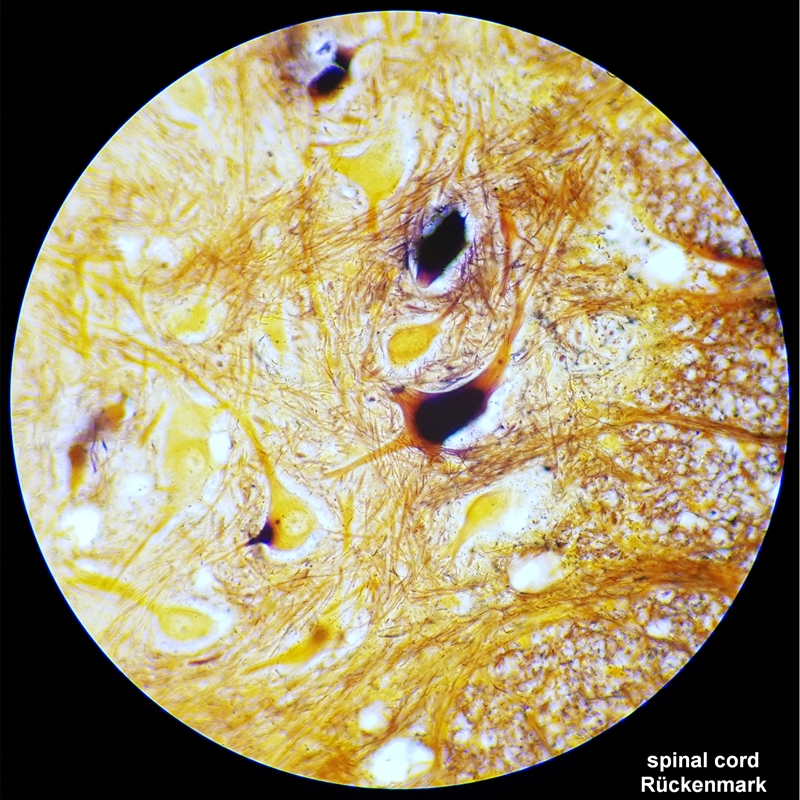 Bresser Microscope Researcher Bino, 40x - 1000x