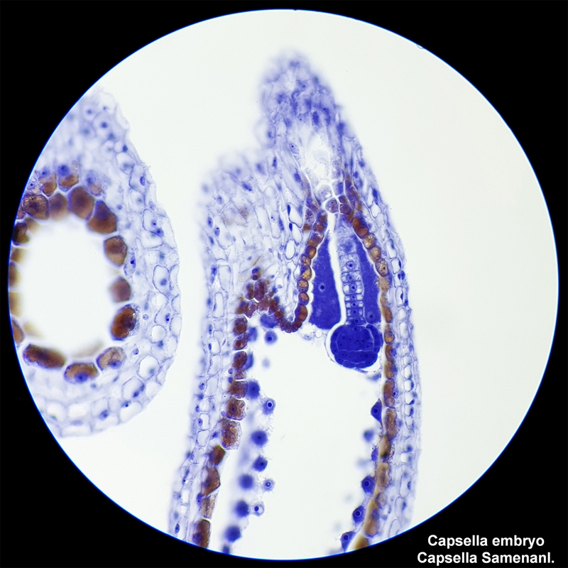 Bresser Microscope Researcher Bino, 40x - 1000x