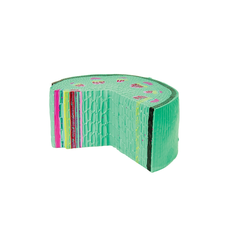 Μοντέλο στελέχους Nowa Szkola Dicot