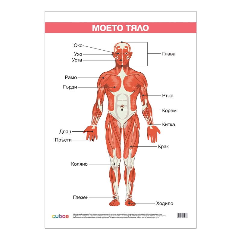 Cubos Ученическо табло ''Моето тяло'', ламинирано, 50 x 70 cm